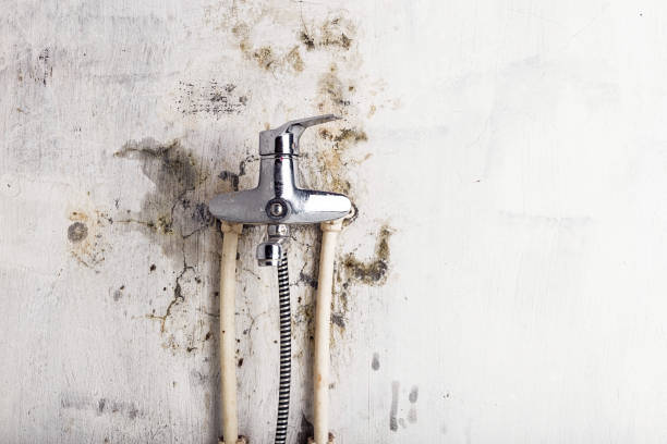Mold Removal Process in Brilliant, OH