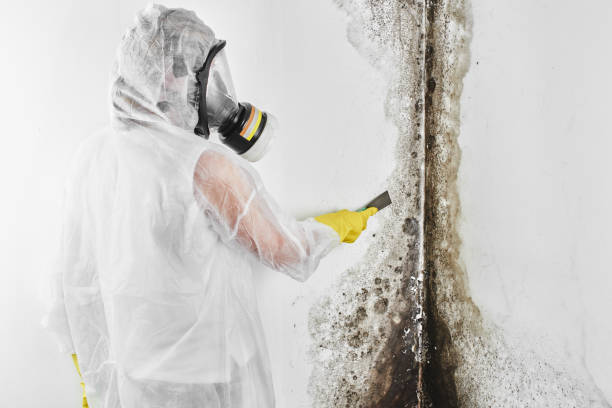 Best Mold Testing  in Brilliant, OH