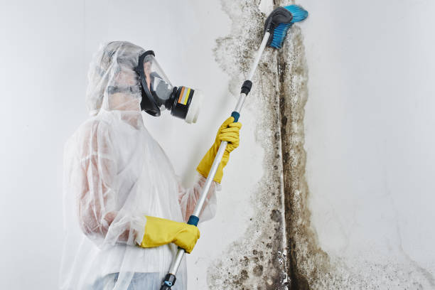 Best Same-Day Mold Removal  in Brilliant, OH