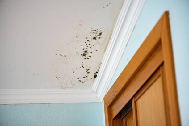 Best Mold Remediation Experts  in Brilliant, OH
