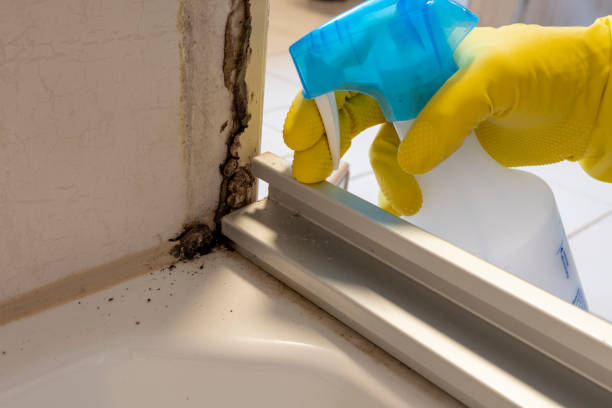 Best Mold Cleaning Services  in Brilliant, OH