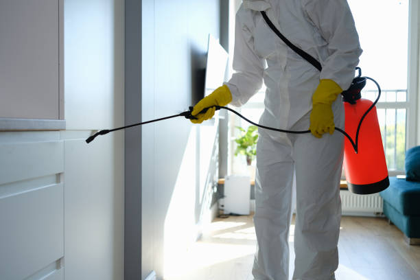 Best Local Mold Removal Service  in Brilliant, OH