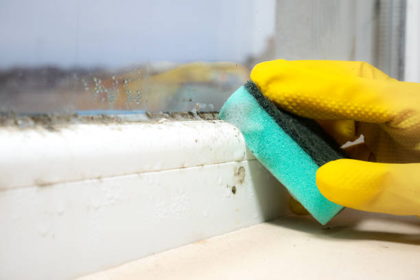 Professional Mold Removal in Brilliant, OH