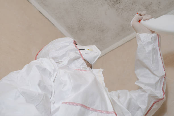 Best Fast Mold Removal  in Brilliant, OH