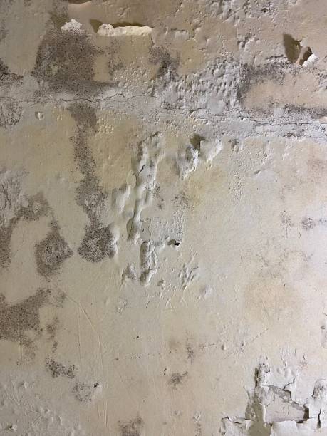 Best Fast Mold Removal  in Brilliant, OH