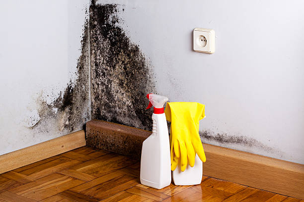 Best Toxic Mold Removal  in Brilliant, OH