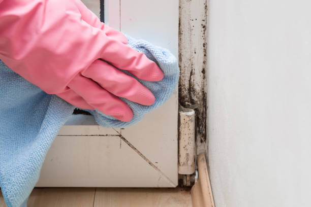 Best Mold Removal Company Near Me  in Brilliant, OH