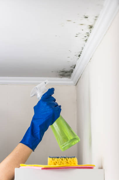 Best Affordable Mold Removal  in Brilliant, OH