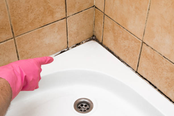 Best Crawl Space Mold Removal  in Brilliant, OH